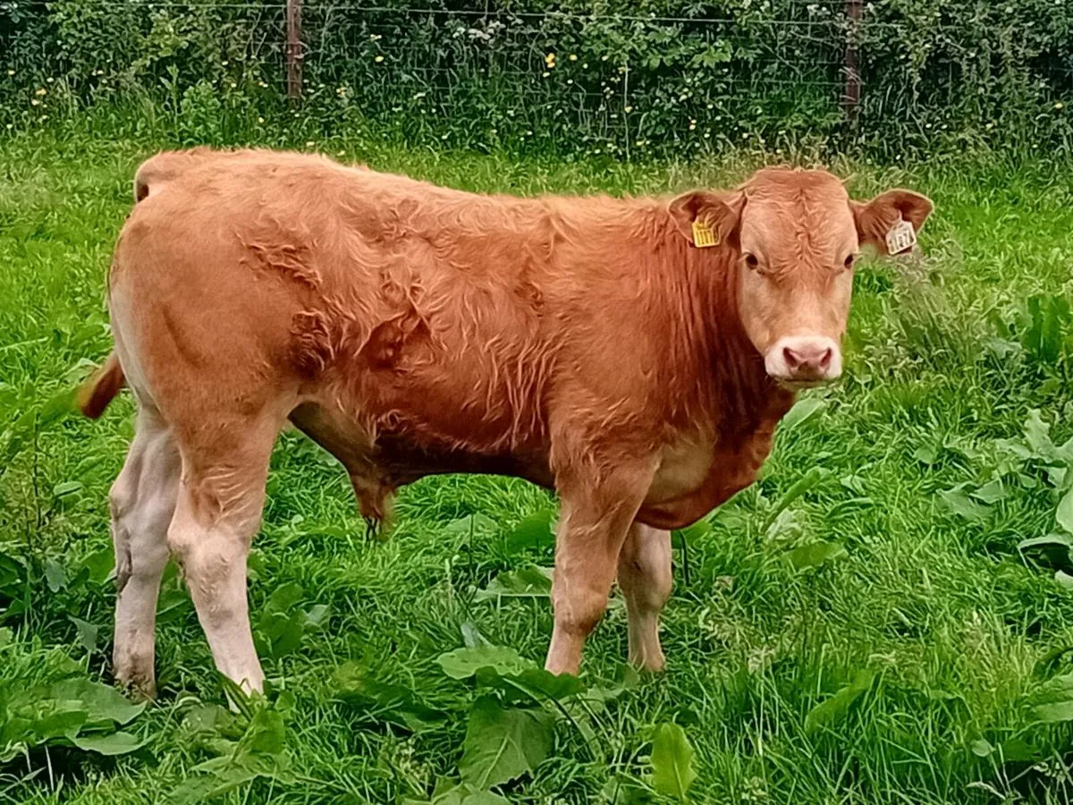 12 Smashing Bullock Weanlings - Image 1