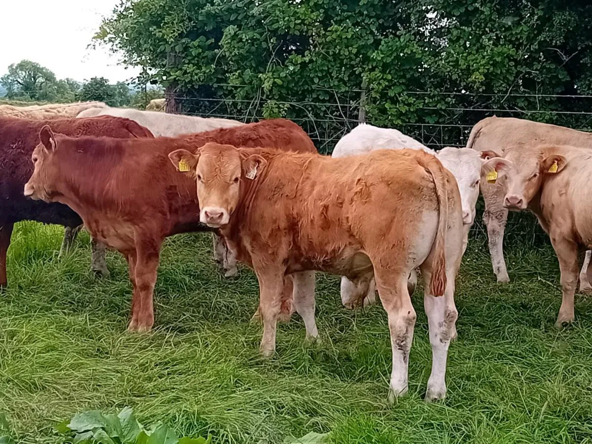 12 Smashing Bullock Weanlings - Image 2