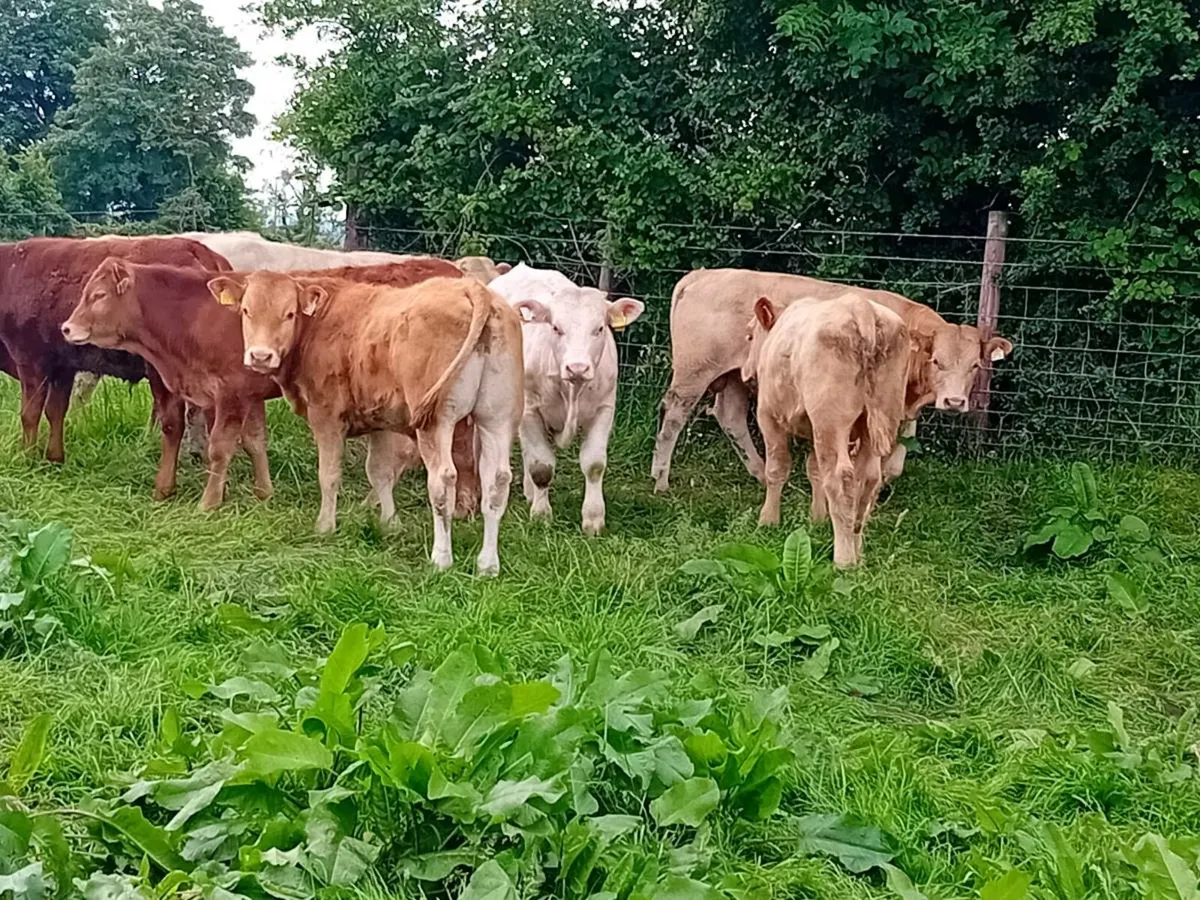 12 Smashing Bullock Weanlings - Image 3