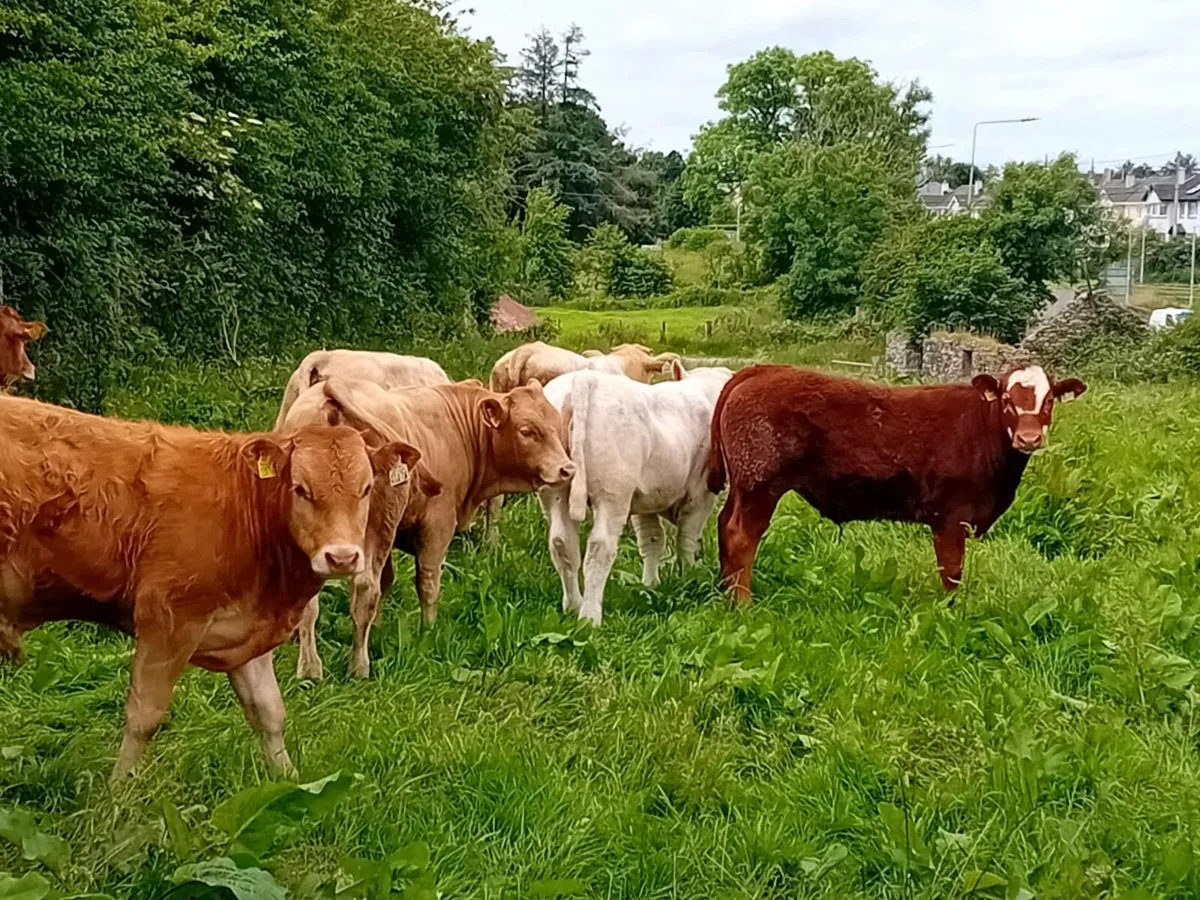 12 Smashing Bullock Weanlings - Image 4