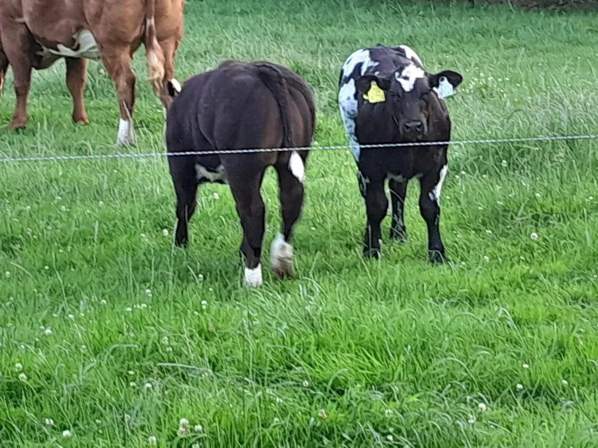 BB SUCKLERs GORTATLEA  MART. - Image 3