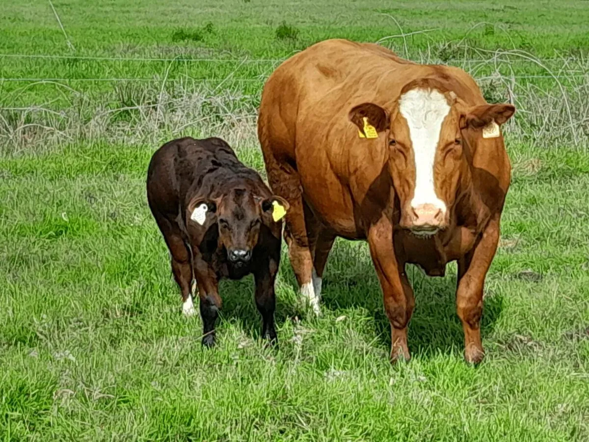 BB SUCKLERs GORTATLEA  MART. - Image 1