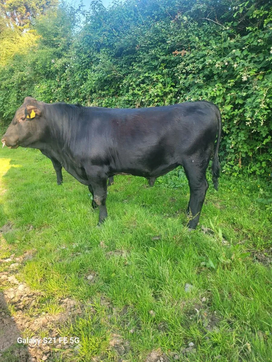 PBR Angus bull - Image 1
