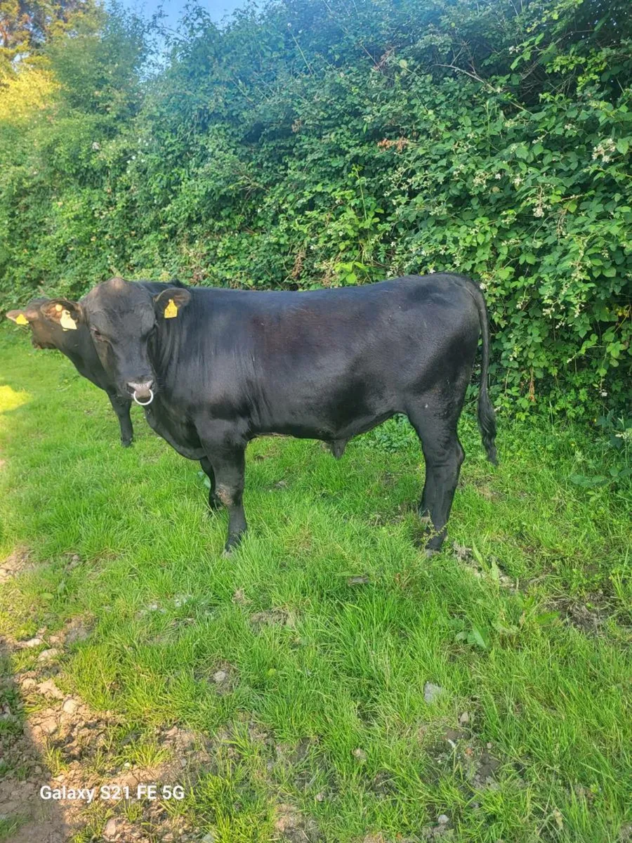 PBR Angus bull - Image 2