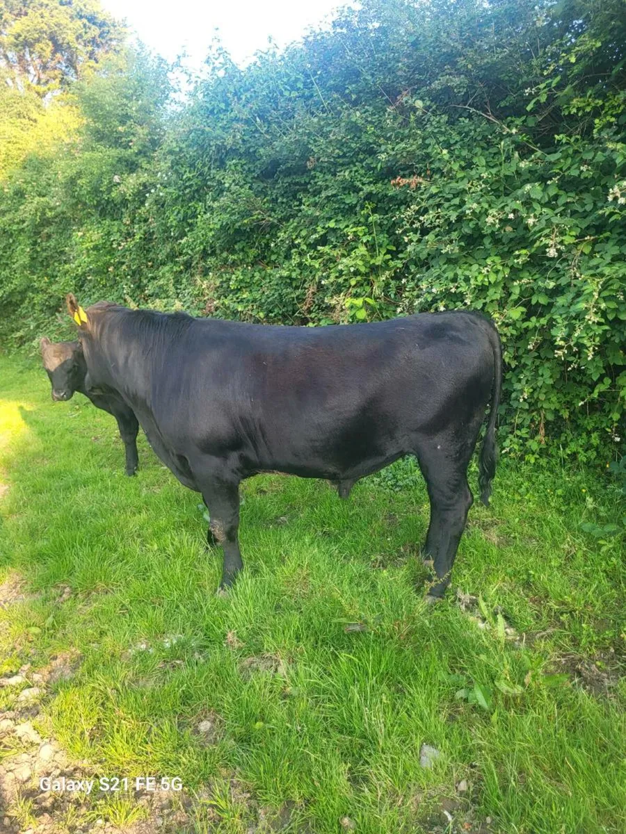 PBR Angus bull - Image 3
