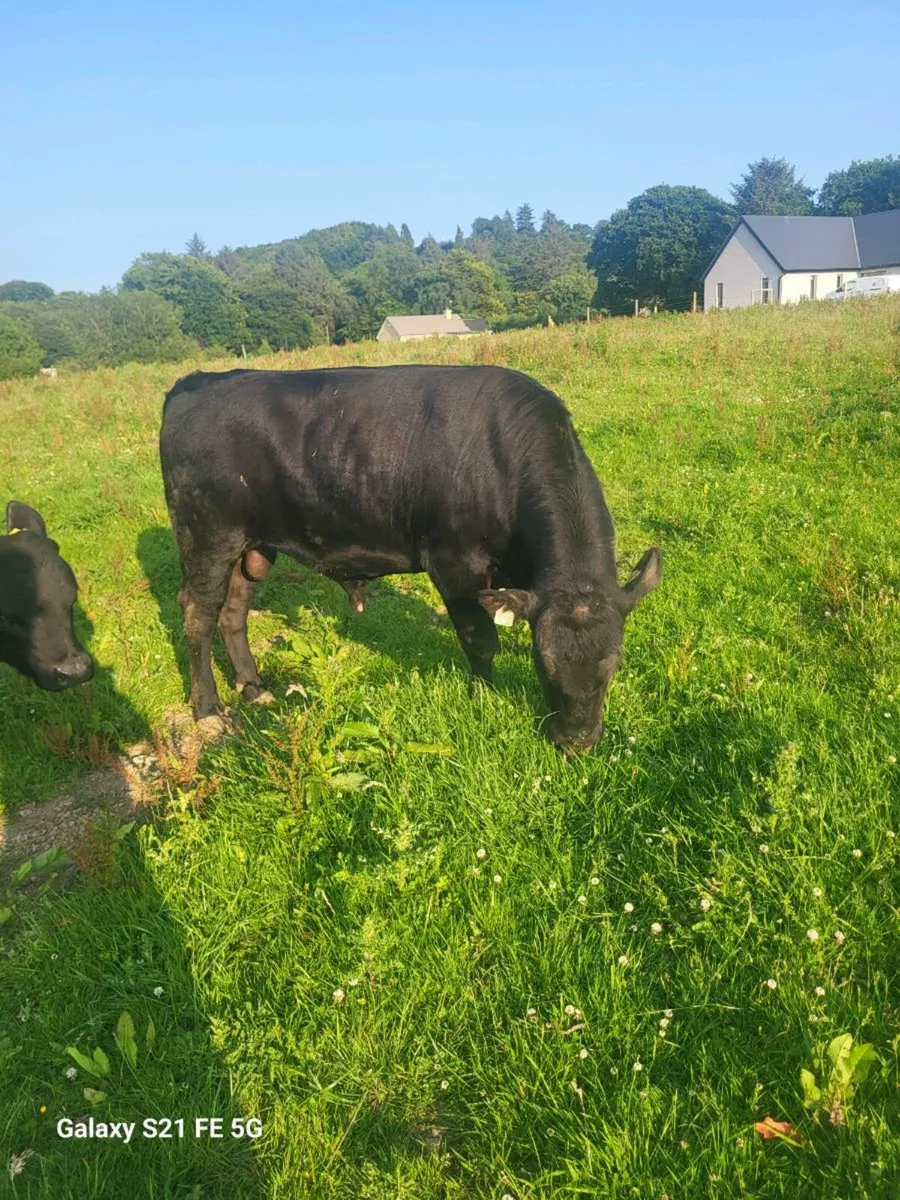 PBR Angus bull - Image 4