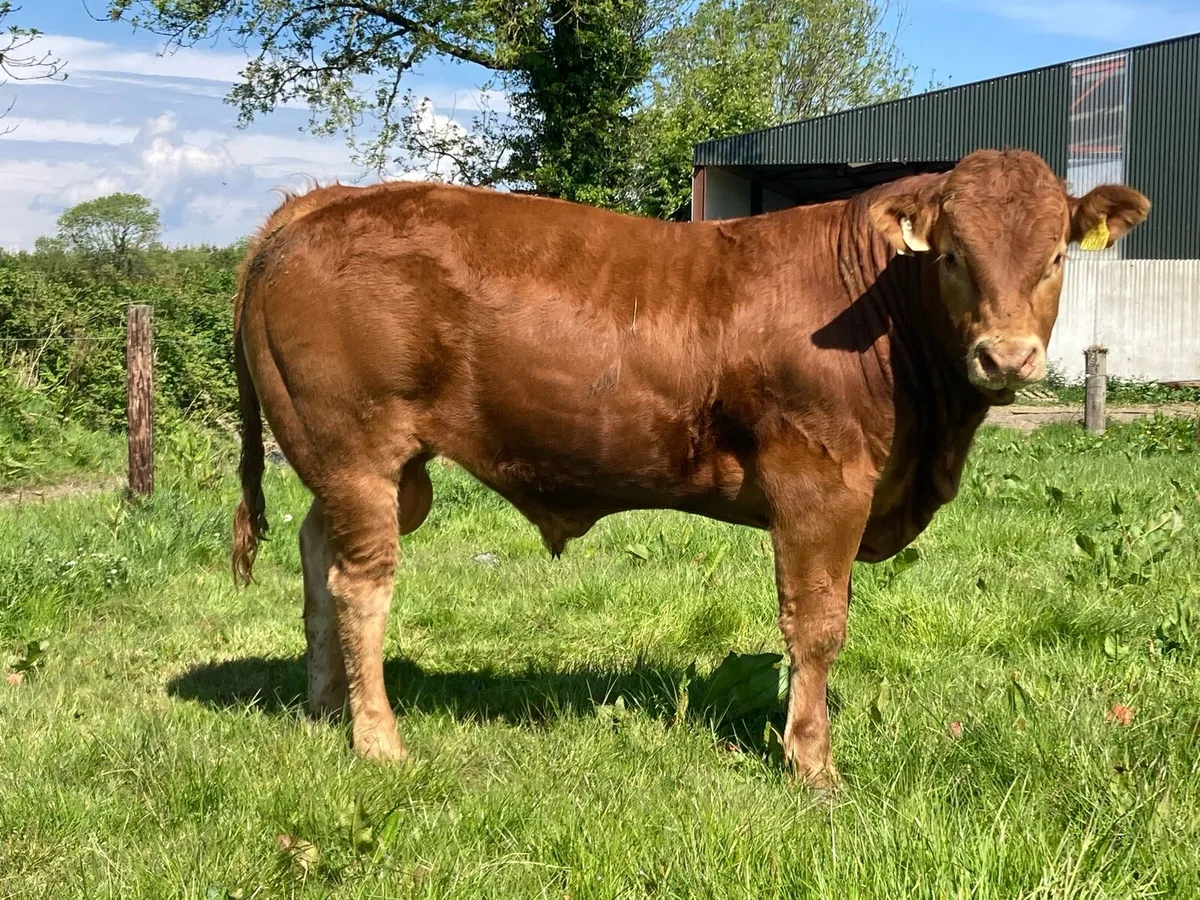 Bull - Image 2