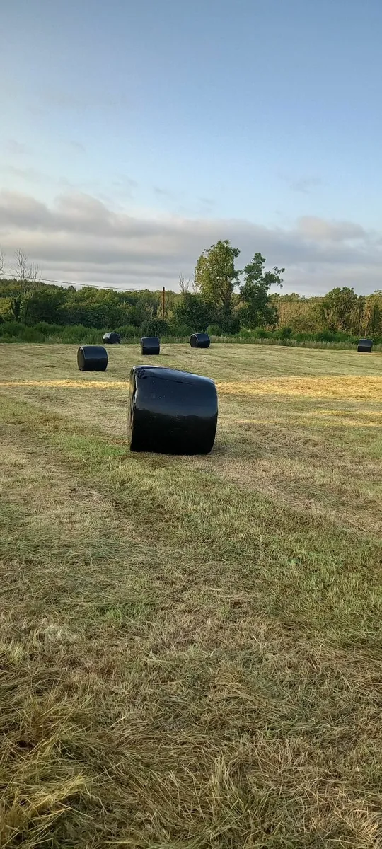 Silage - Image 1
