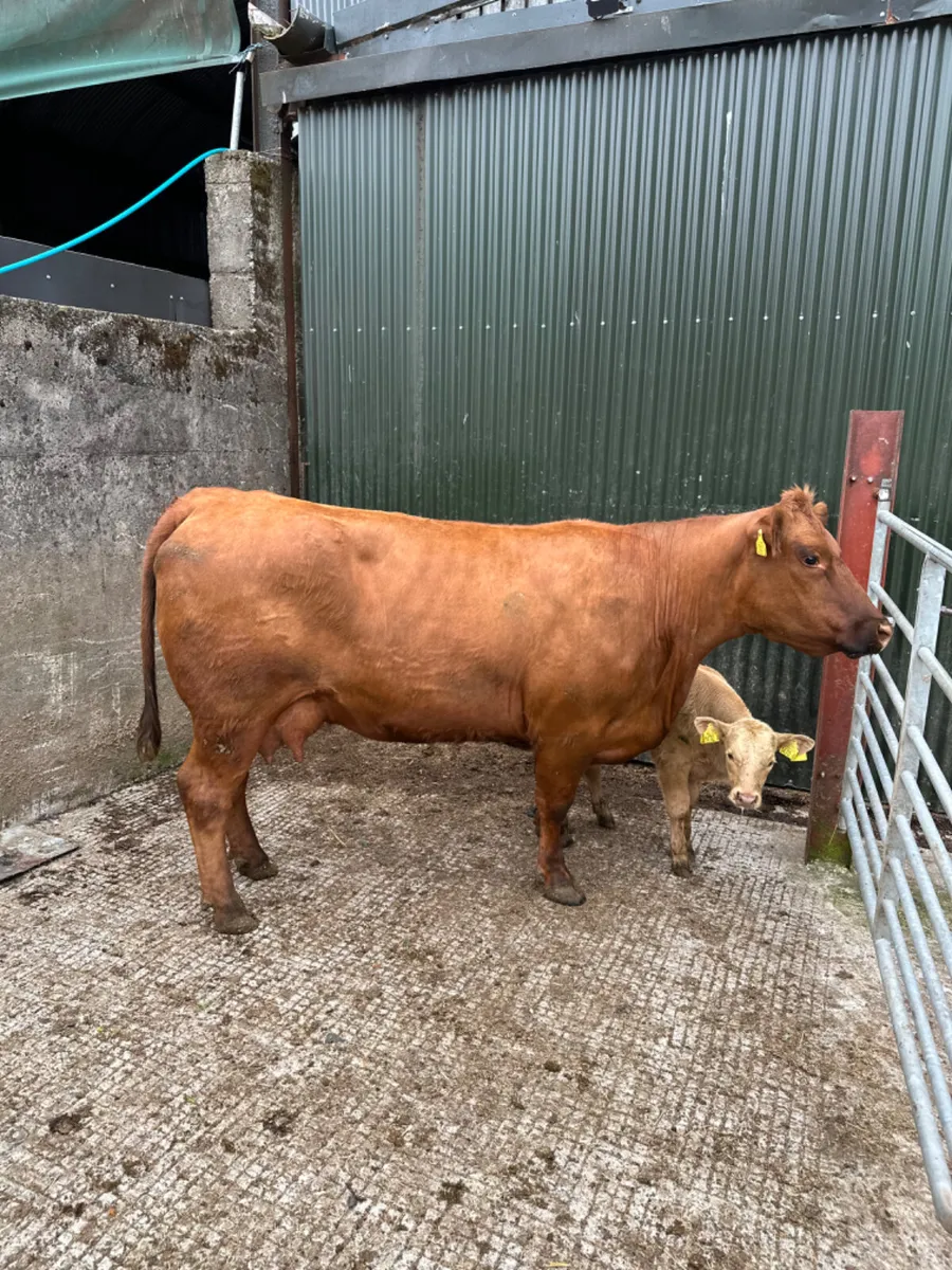 Pedigree Angus cow and calve - Image 1