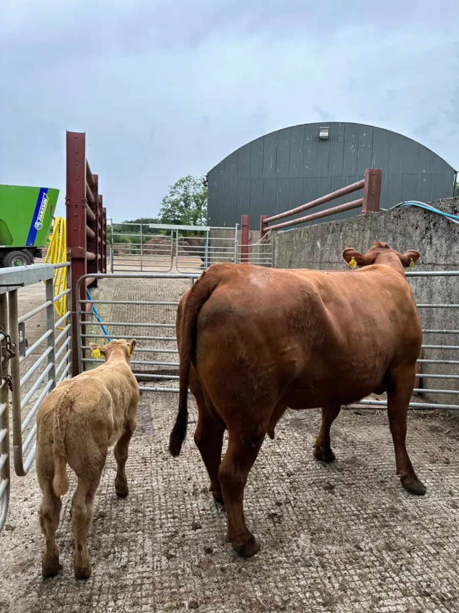 Pedigree Angus cow and calve - Image 4
