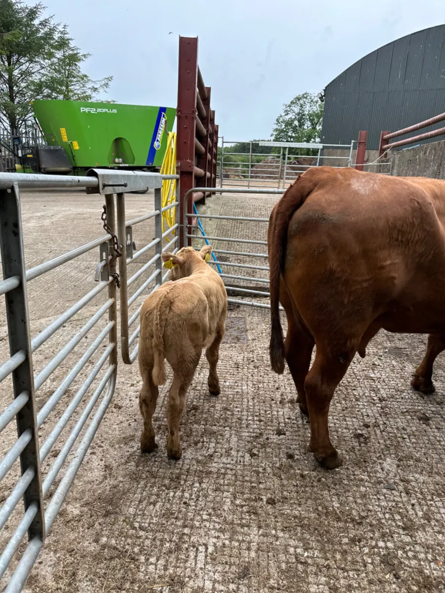 Pedigree Angus cow and calve - Image 2