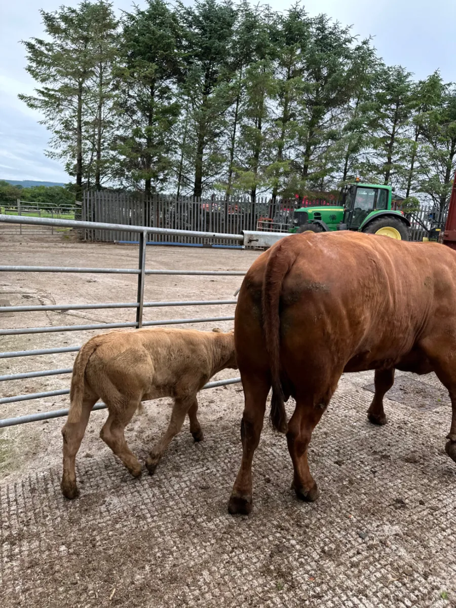 Pedigree Angus cow and calve - Image 3