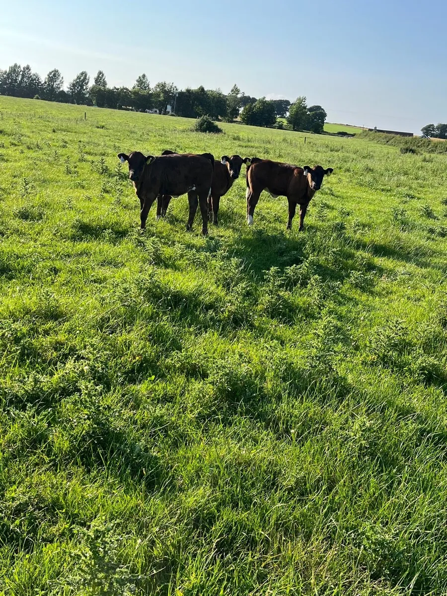 **3  Full Symbol Organic Calves**