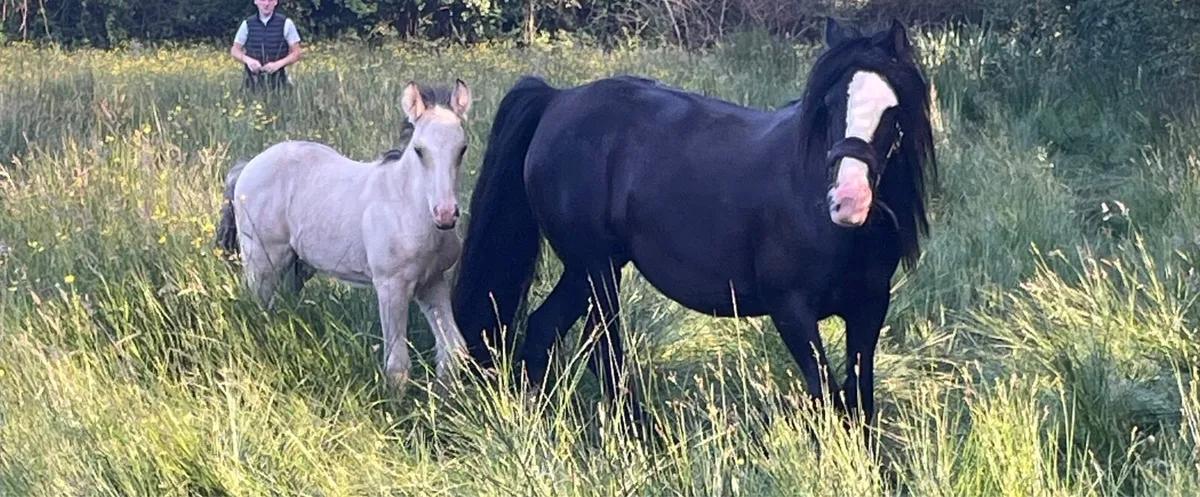 13.2 black heavy mare and foal - Image 1