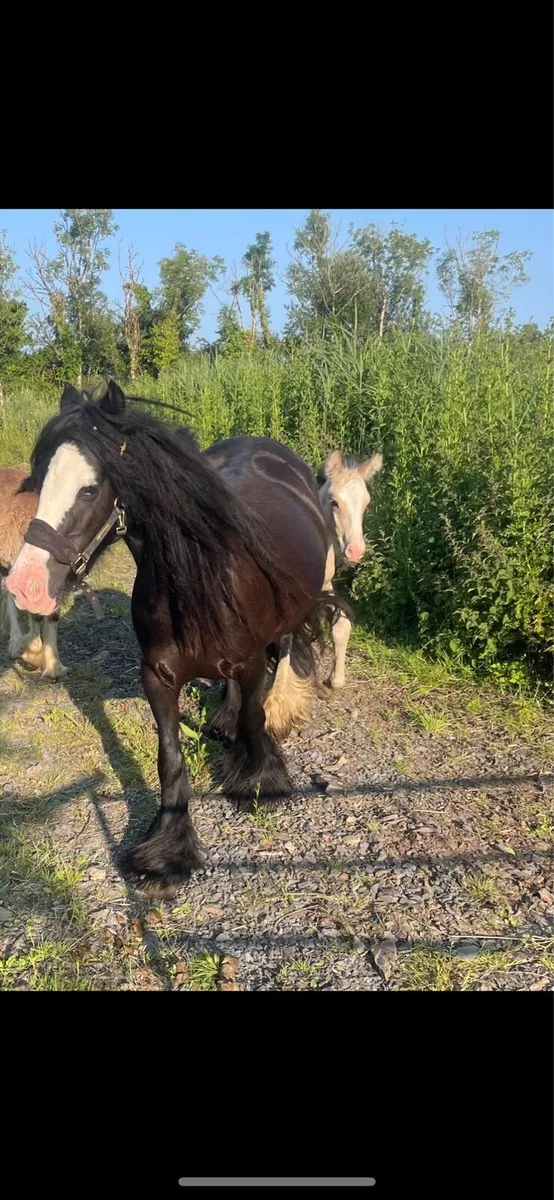 13.2 black heavy mare and foal - Image 2