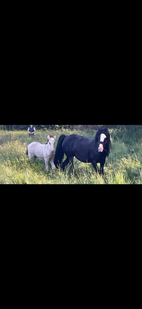 13.2 black heavy mare and foal - Image 3