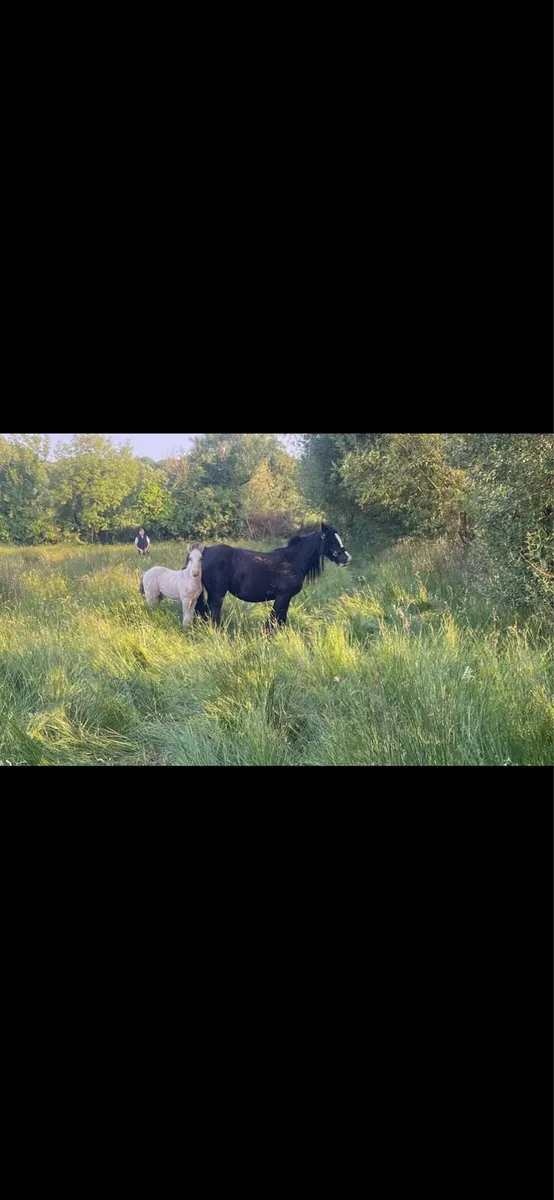 13.2 black heavy mare and foal - Image 4