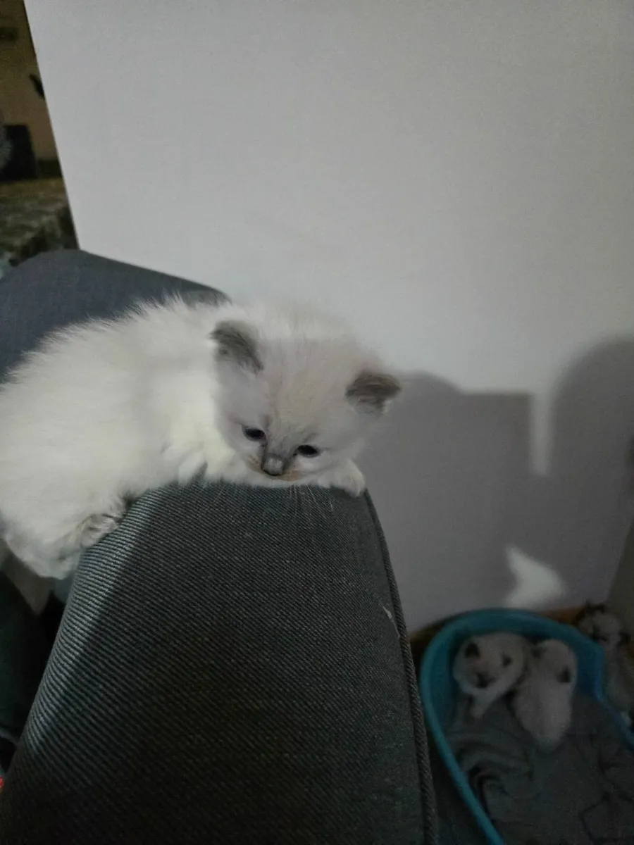 Ragdoll kittens - Image 2