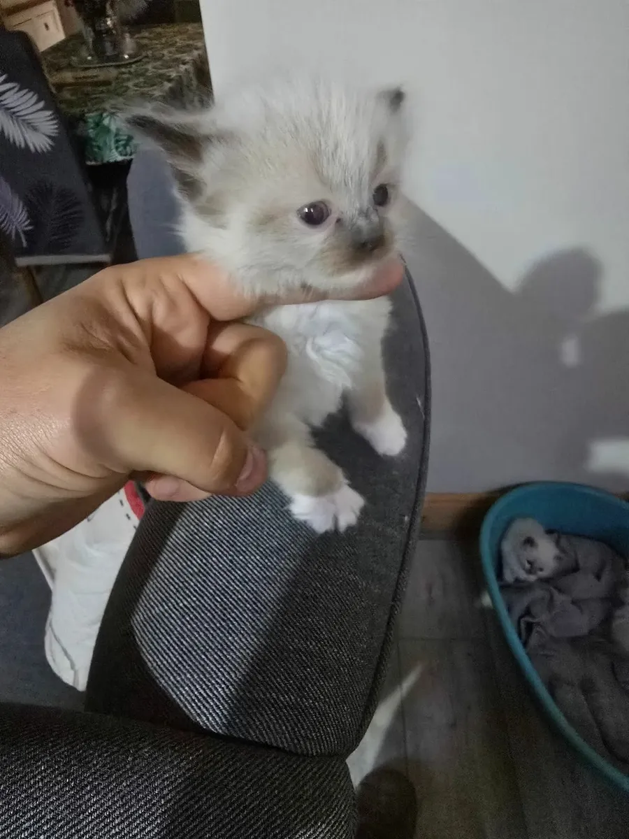 Ragdoll kittens - Image 3