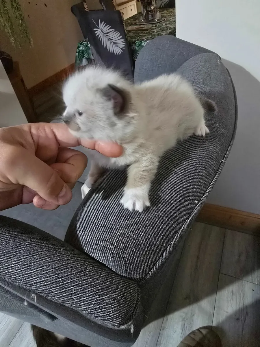 Ragdoll kittens - Image 4