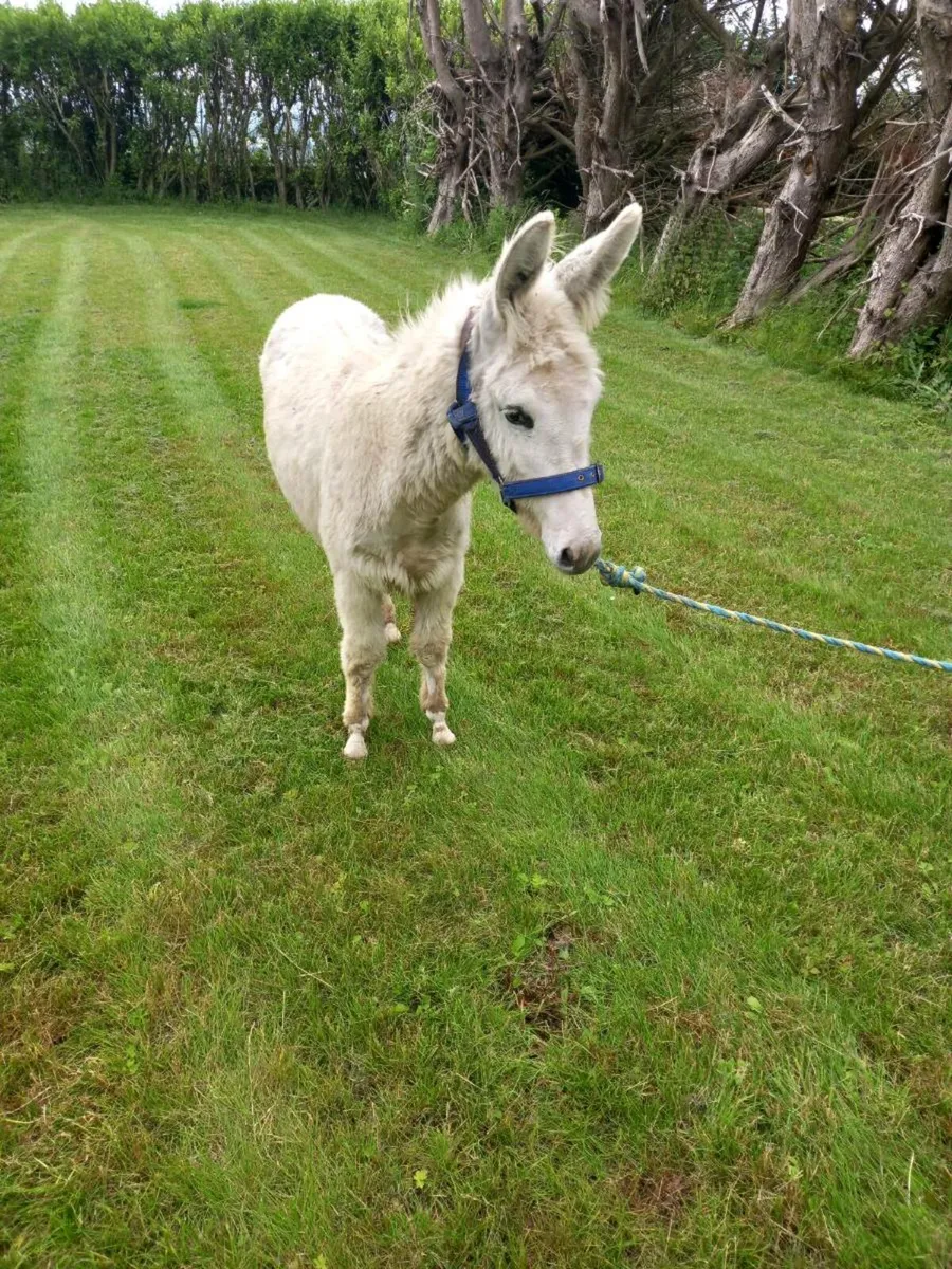 2yo stallion donkey....very quiet to lead - Image 1