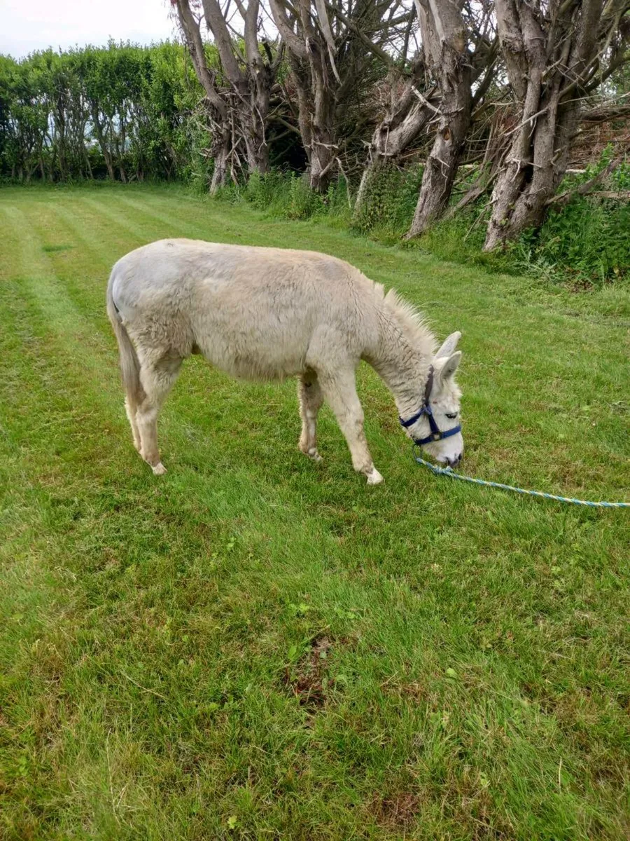 2yo stallion donkey....very quiet to lead - Image 2