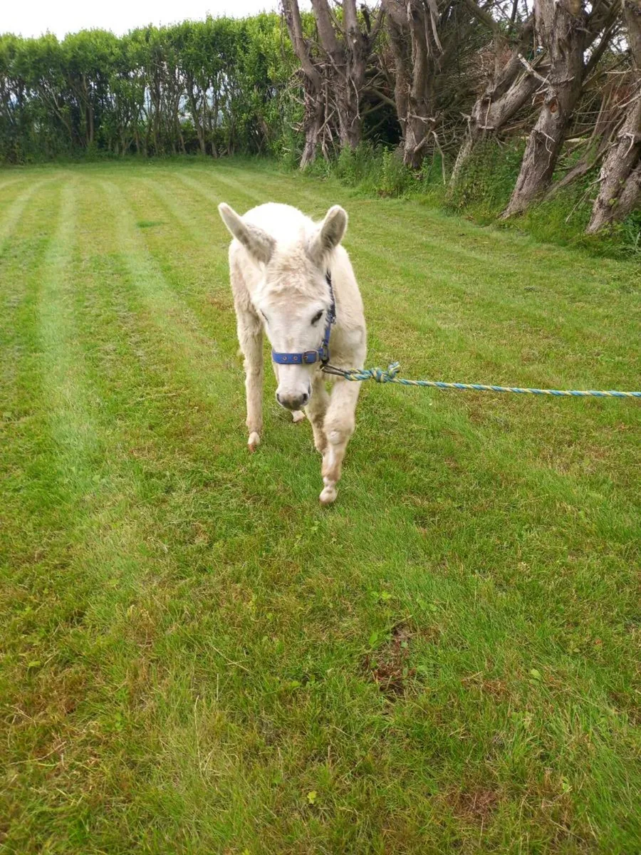 2yo stallion donkey....very quiet to lead - Image 3