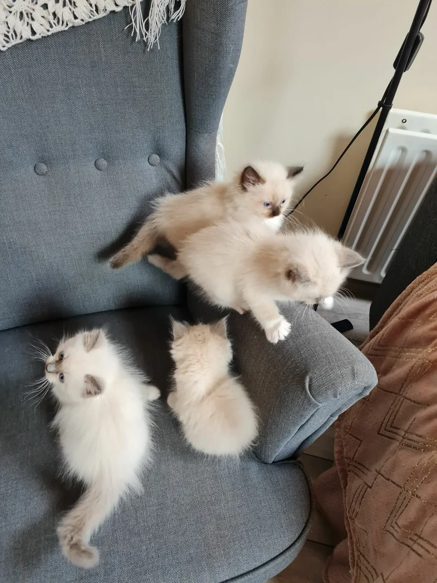 Ragdoll kittens - Image 1