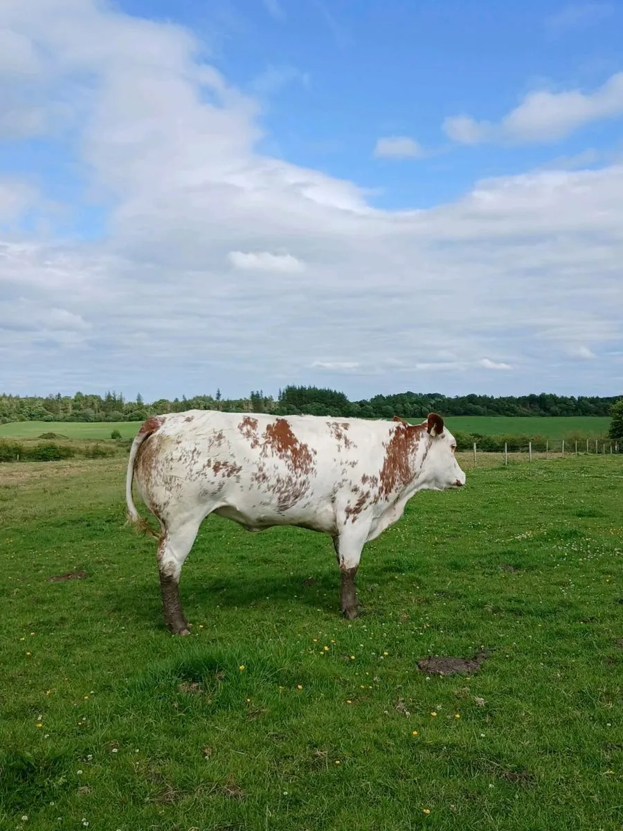 Breeding heifer - Image 1