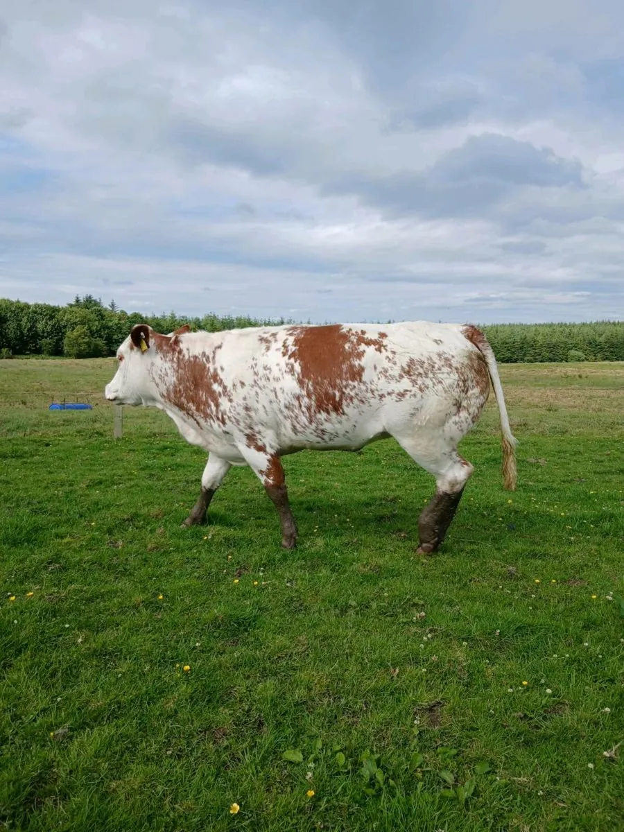 Breeding heifer - Image 2