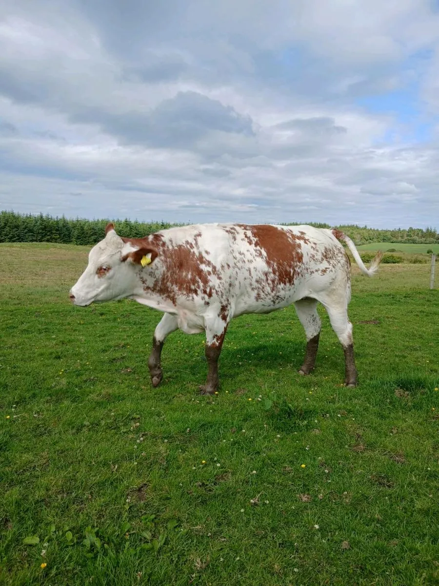 Breeding heifer - Image 3