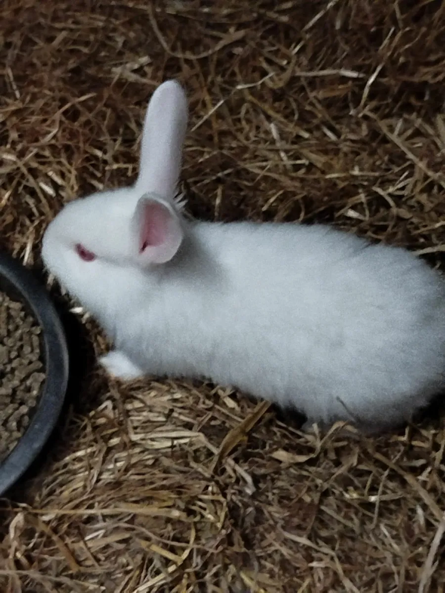 Rabbits - Image 1