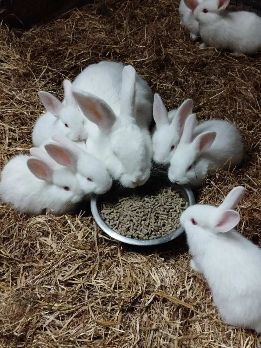 Rabbits - Image 2