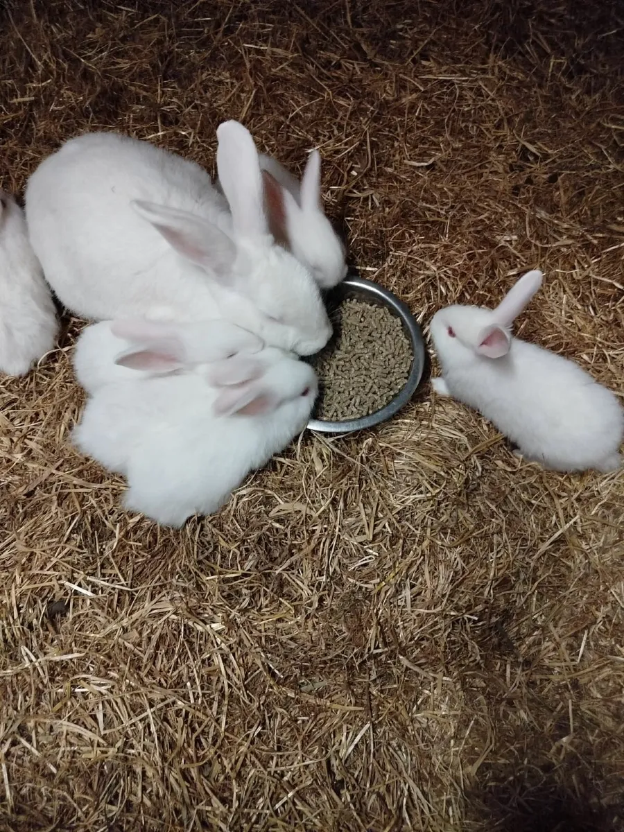 Rabbits - Image 4