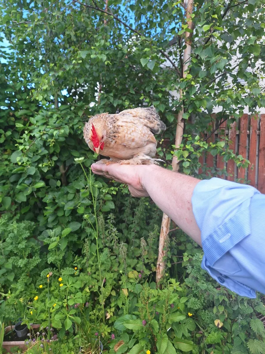 Fowl - Image 2