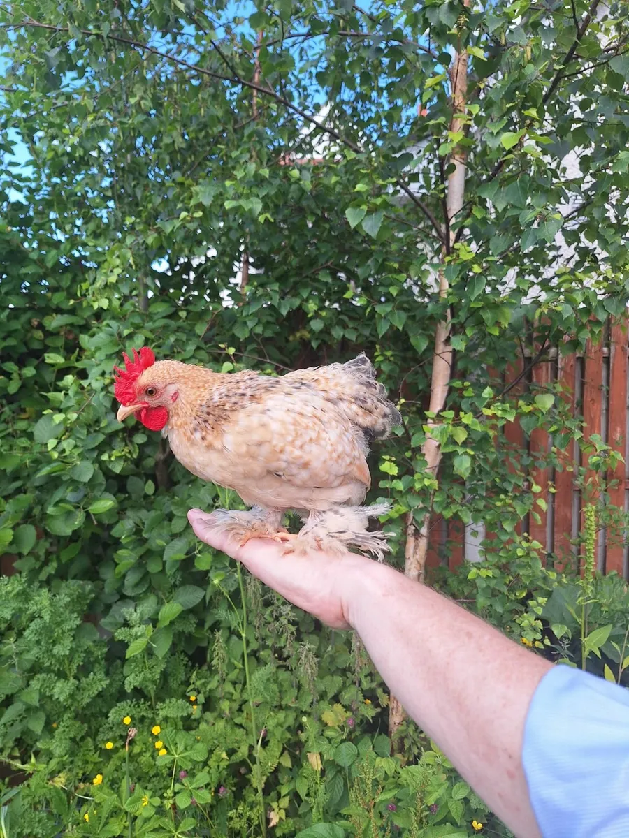 Fowl - Image 3