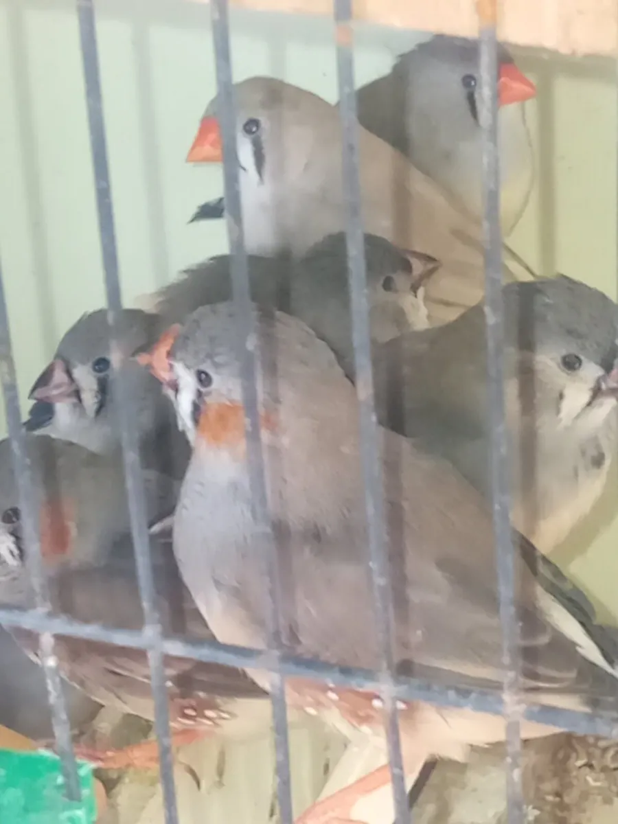 Birds - Image 3