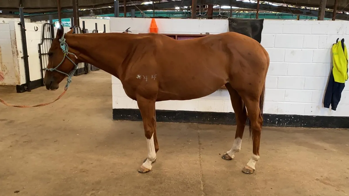 Polo pony for sale