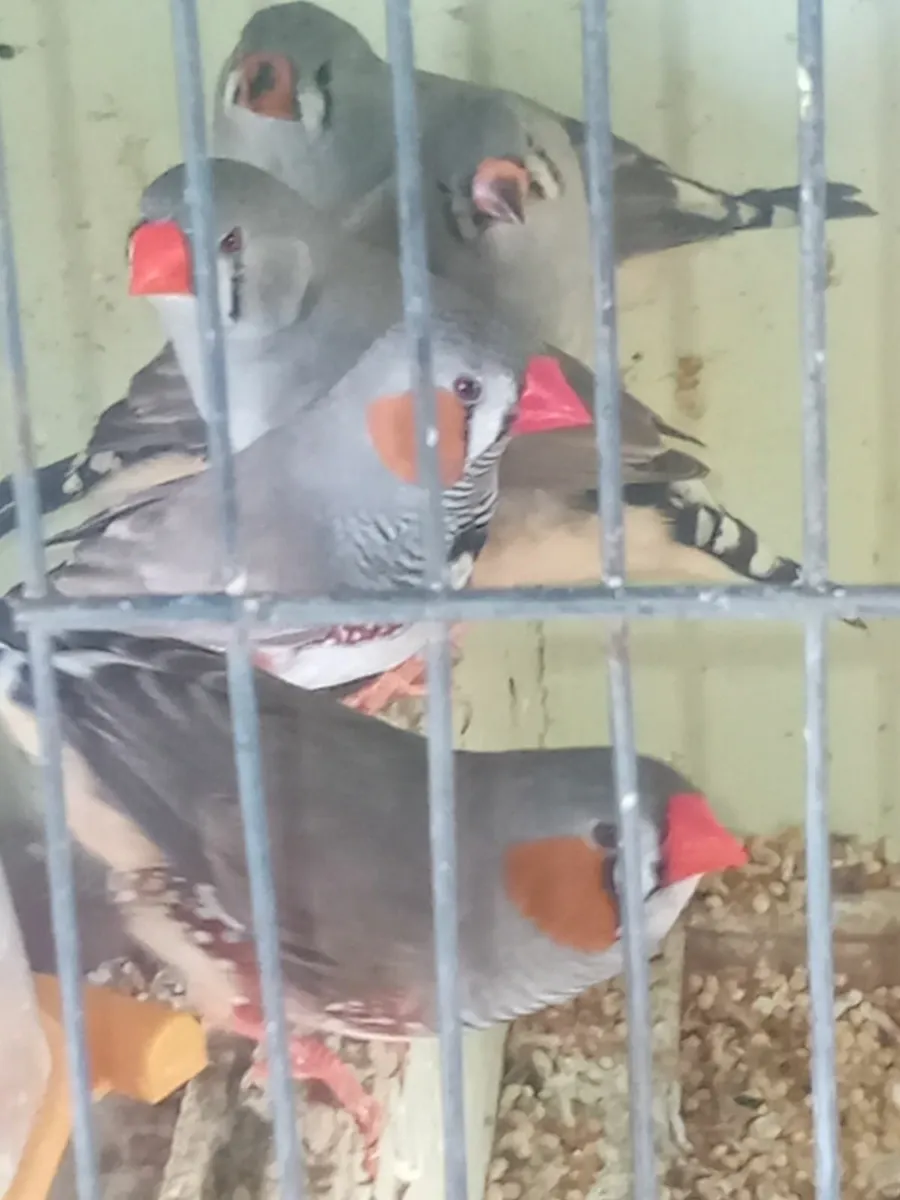 Birds - Image 4
