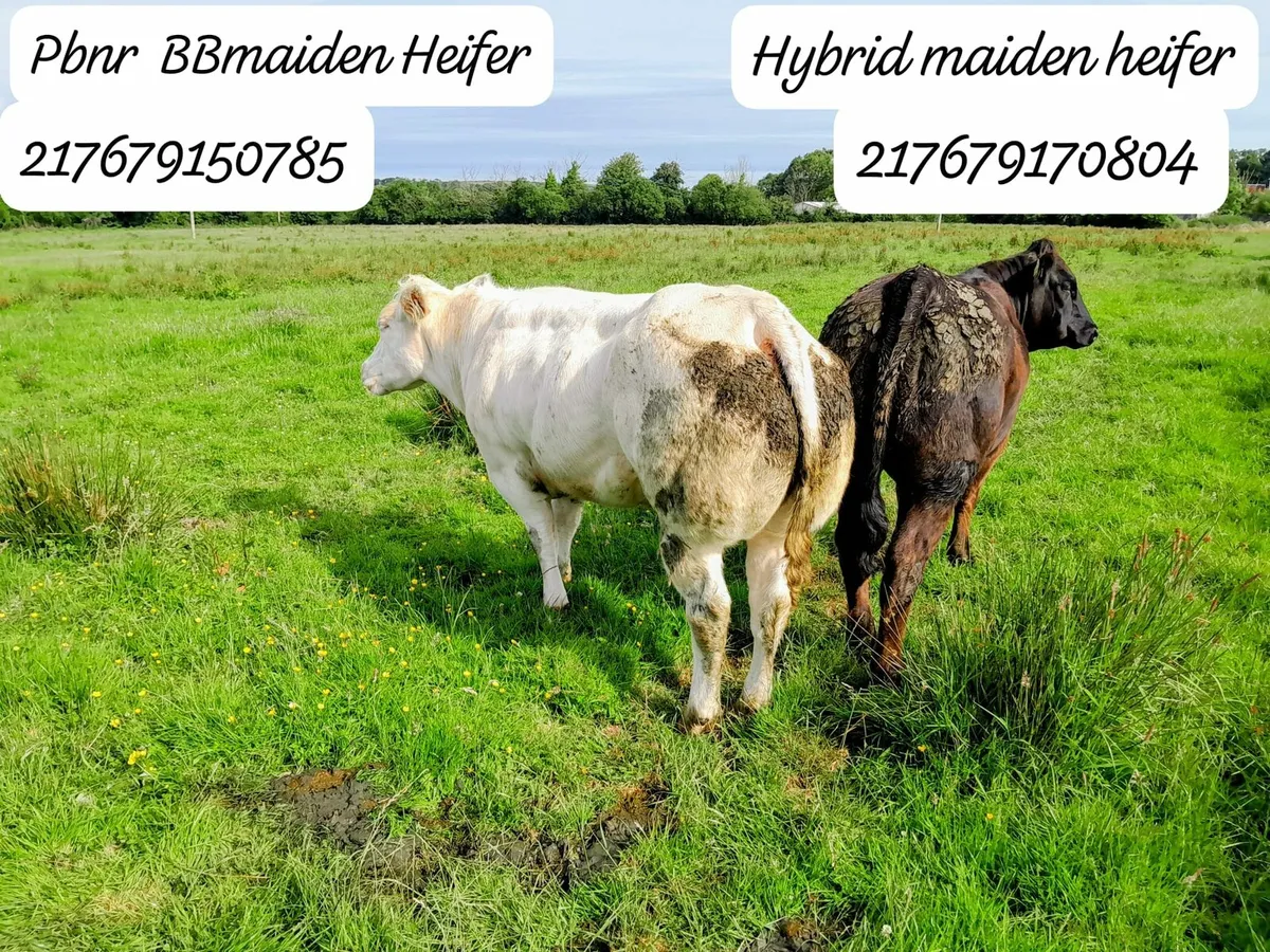 BB MAIDENS GORTATLEA  MART - Image 2