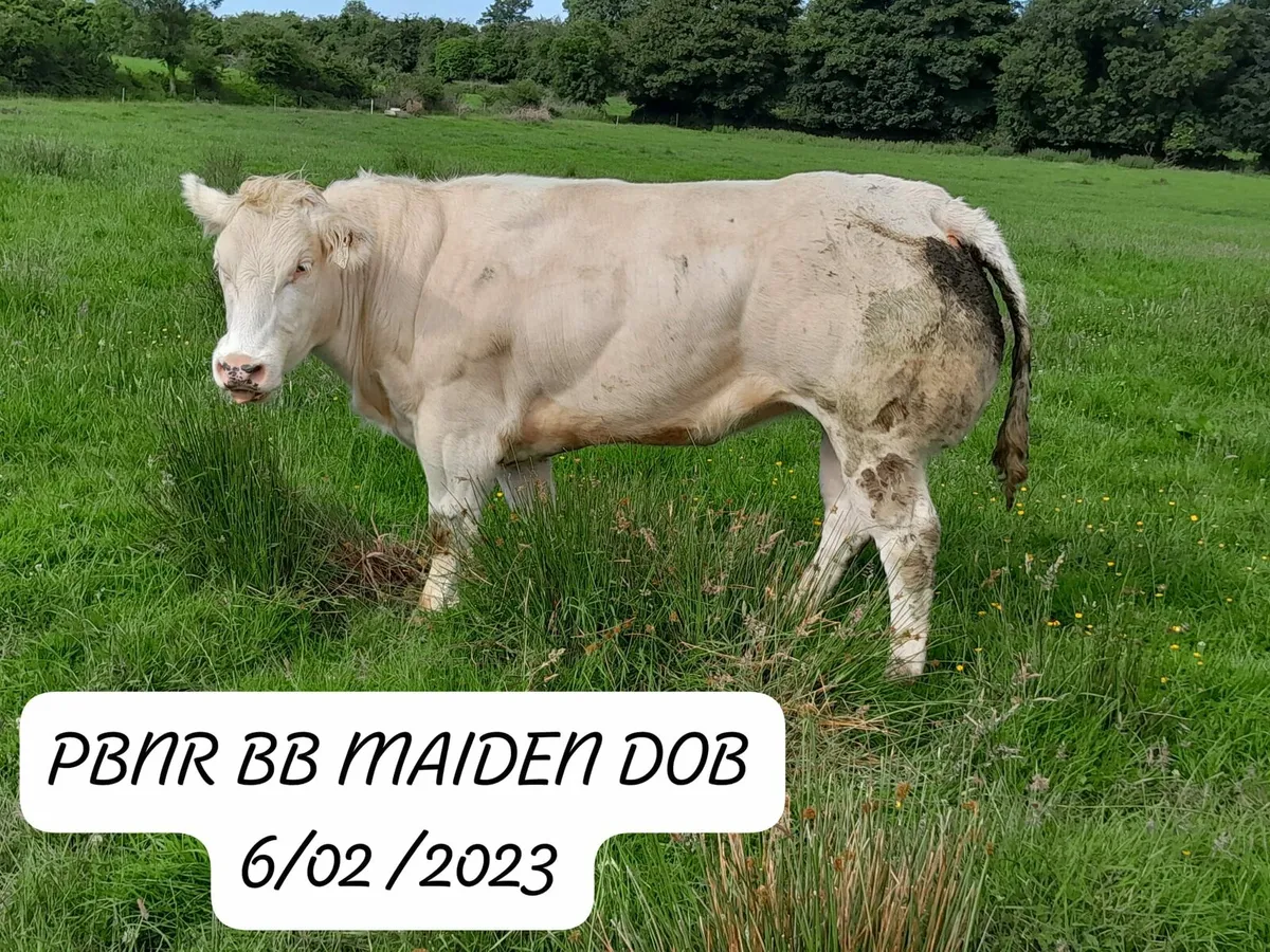 BB MAIDENS GORTATLEA  MART - Image 3