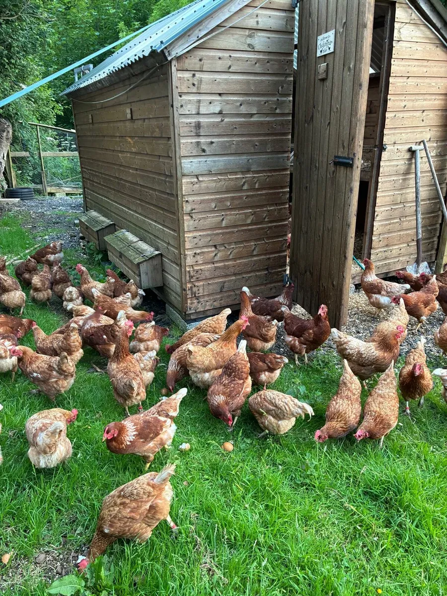 Poultry - Image 2