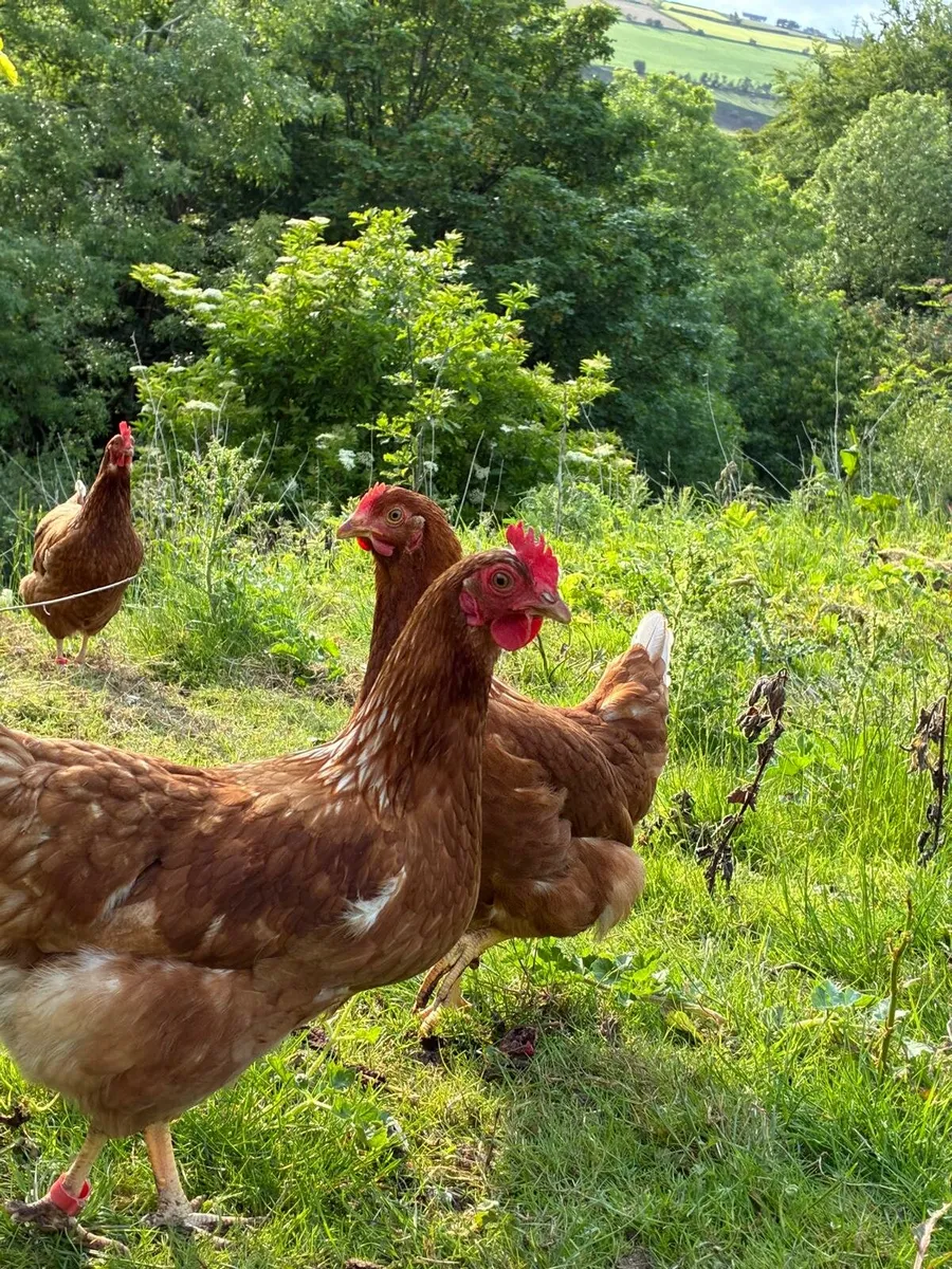 Poultry - Image 3