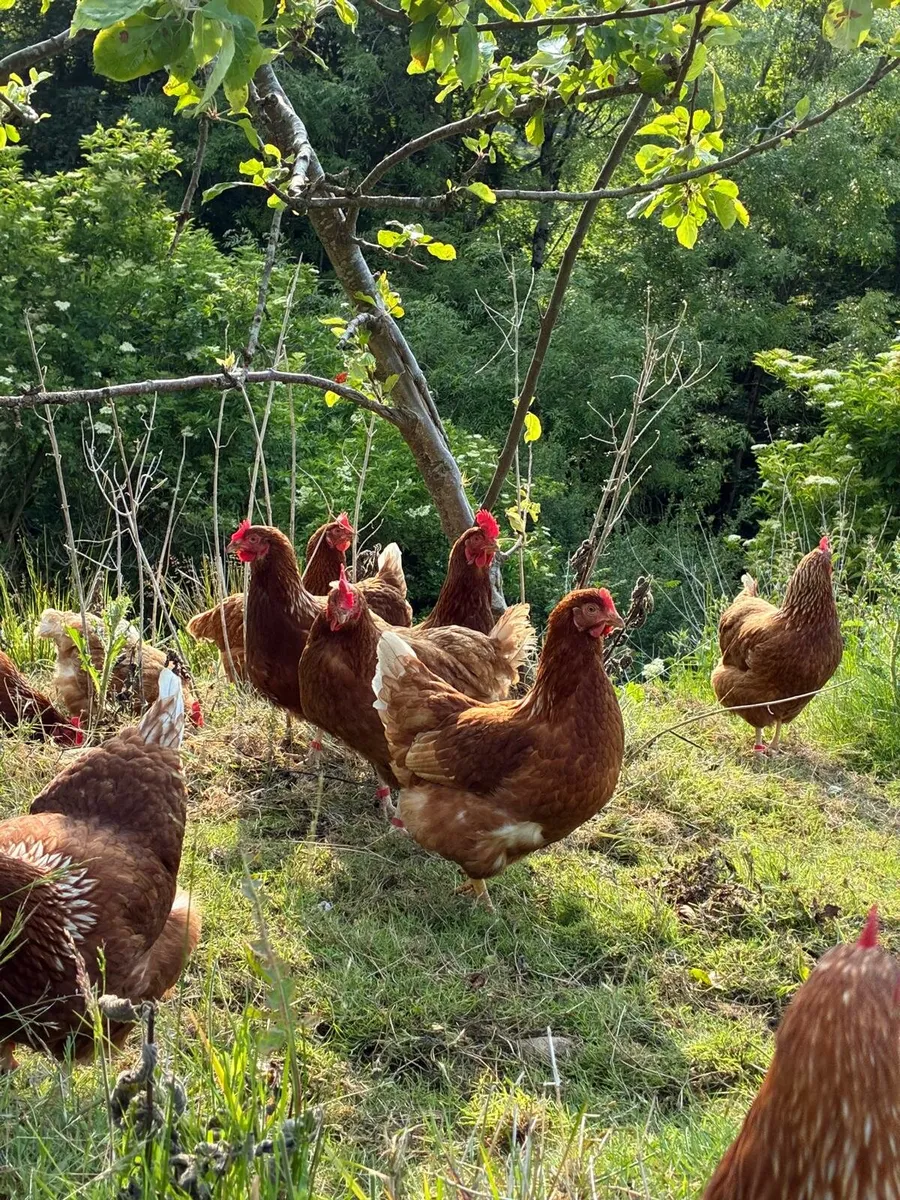 Poultry - Image 1