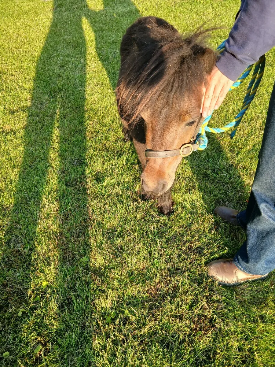 Miniature dun stallion 25inches 4yo - Image 1