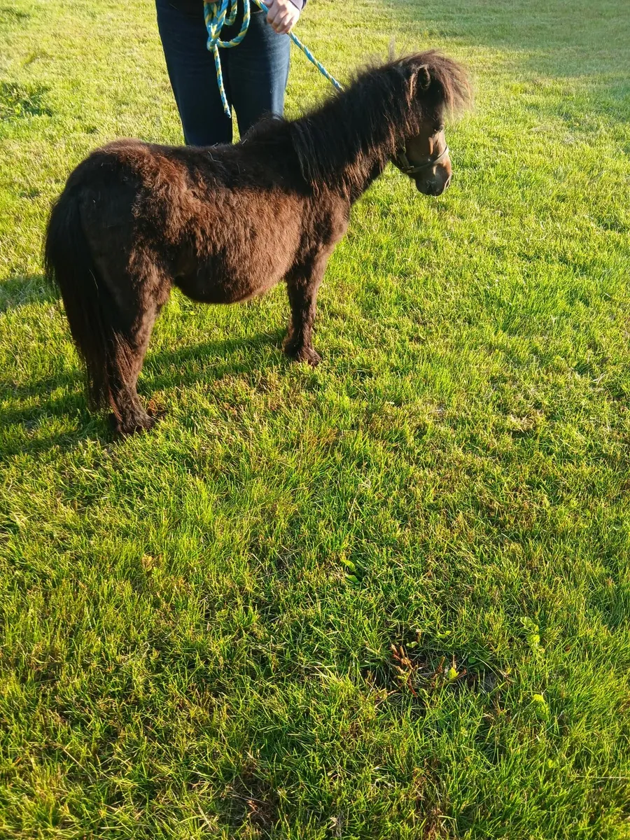 Miniature dun stallion 25inches 4yo - Image 2