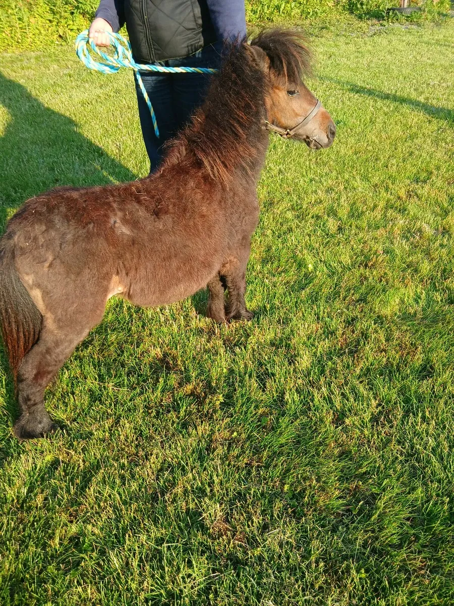 Miniature dun stallion 25inches 4yo - Image 3