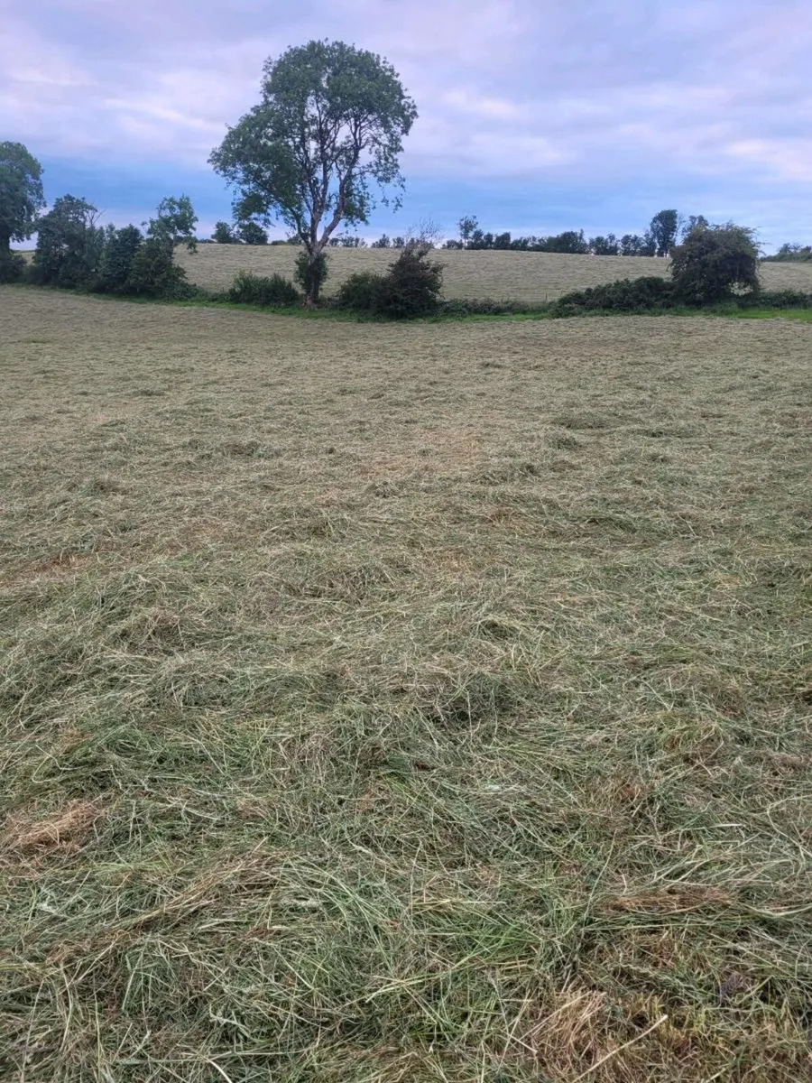 Hay - Image 1