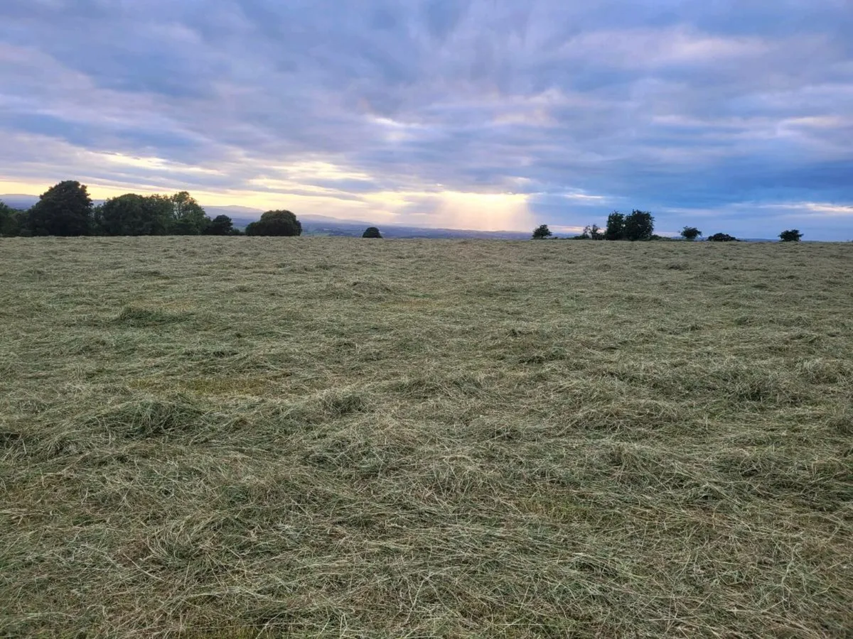 Hay - Image 2