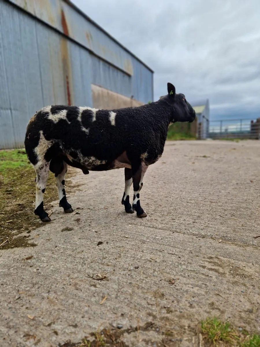 2 year old dutch spotted ram - Image 1